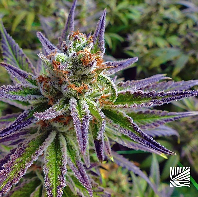 Maui Grown Therapies Promo image
